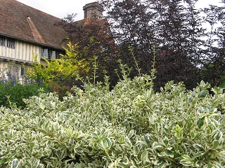 Great Dixter